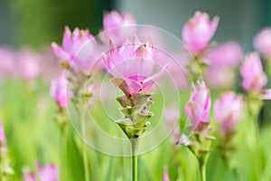 Pink curcuma alismatifolia or siam tulip