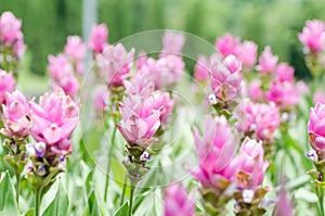 Pink curcuma flower Curcuma alismatifolia