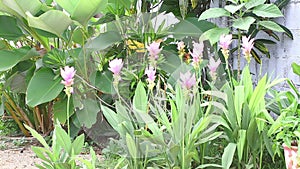 Pink Curcuma sessilis flower (Zingiberaceae).