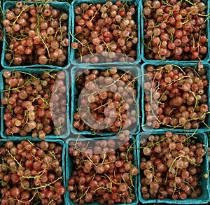 pink currants in containers at farmers market (red, yellow, blue berries, produce, champagne currant berry)