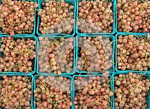 pink currants in containers at farmers market (red, yellow, blue berries, produce, champagne currant berry)