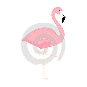 Pink cute flamingo. Flamingo cartoon vector illustration isolated on white