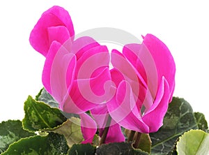 Pink cyclamen.