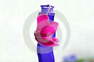 Pink cyclamen on blue vase