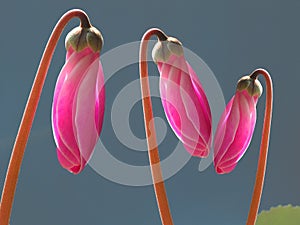 Pink cyclamen buds photo