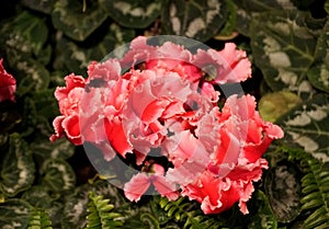 Pink Cyclamen `Fantasia Deep Rose` flowers photo