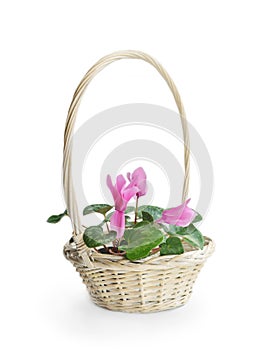 Pink cyclamen flower in basket
