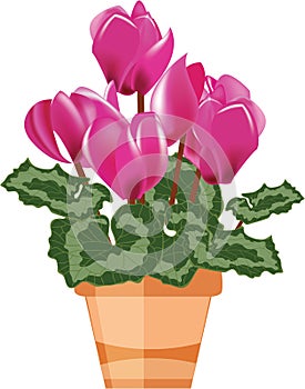 Pink cyclamen in a flower pot