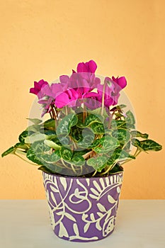 Pink Cyclamen in flower pot on a sandy brown background