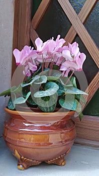 Pink cyclamen flower in pot on window sill. Cyclamen persicumsowbread, or swinebread