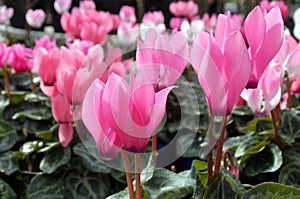 Pink Cyclamen flowers blossom