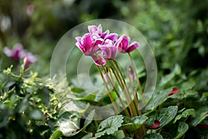 Pink Cyclamen Flowers, is a genus of 23 species of perennial flowering plants in the family primulaceae.