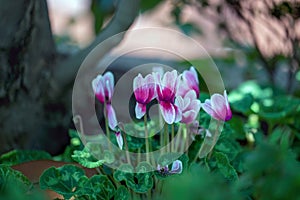 Pink Cyclamen Flowers, is a genus of 23 species of perennial flowering plants in the family primulaceae.