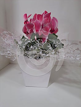 Pink Cyclamen persicum, in a gift-wrapped vase, isolated. photo