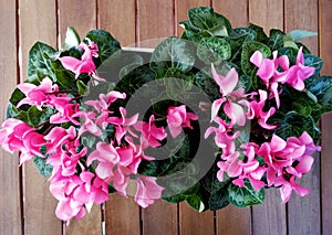 Pink cyclamen on pot
