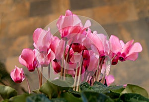 Pink cyclamen on pot