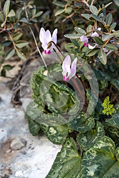 pink cyclamens in the Israeli national park in January
