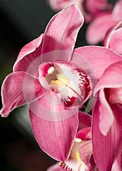 Pink Cymbidium or orchid flower bud