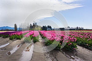 Pink Daffodil Tulip Flower Farm