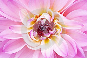 Pink Dahlia