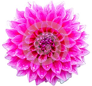 Pink dahlia