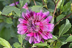 Pink Dahlia