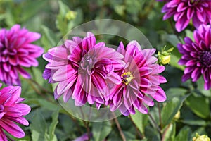 Pink Dahlia