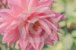 Pink Dahlia