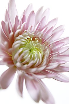 Pink Dahlia