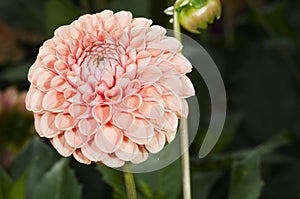 Pink dahlia