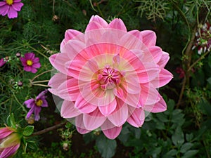 Pink Dahlia