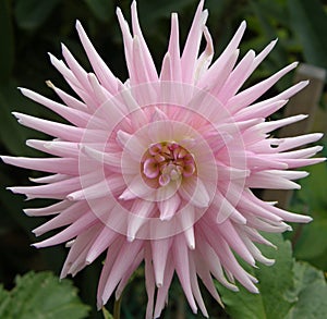 Pink Dahlia