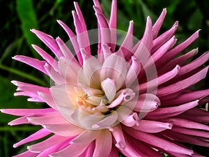 Pink Dahlia Aitara Caress flower close up