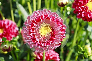 Pink dahlia autumn flower in green garden background