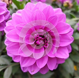 Pink dahlia. Autumn flowers. Dahlia close-up.