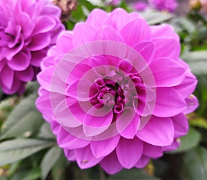 Pink dahlia. Autumn flowers. Dahlia close-up.