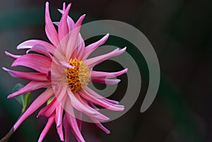 Pink Dahlia on a background of dark green garden