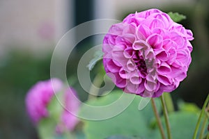 A pink Dahlia in bloom