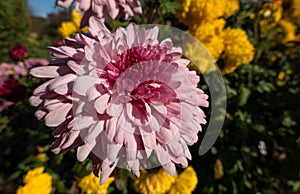 Pink Dahlia blossom in the garden