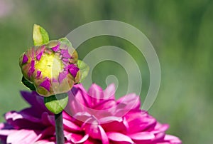 Pink dahlia bud at the start of flowering.