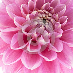Pink dahlia close-up