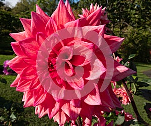 Pink  dahlia close up blossom in botanic garden