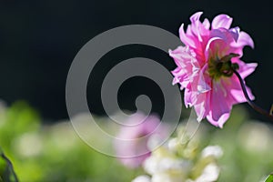 Pink dahlia close up with blurry background