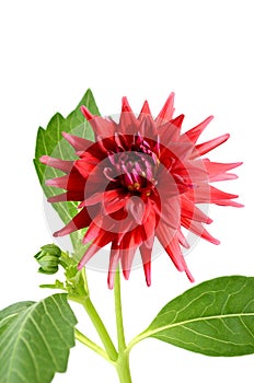 Pink dahlia daisy flower isolated white