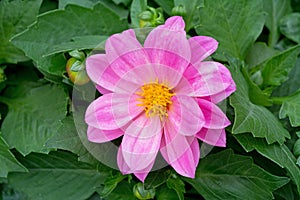 Pink Dahlia flower