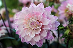 Pink Dahlia flower