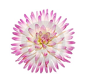 Pink Dahlia Flower