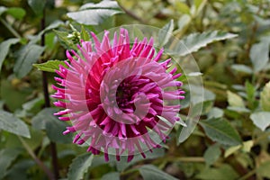 Pink Dahlia flower