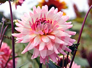 Pink Dahlia Flower