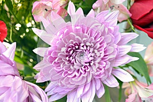 Pink dahlia flower